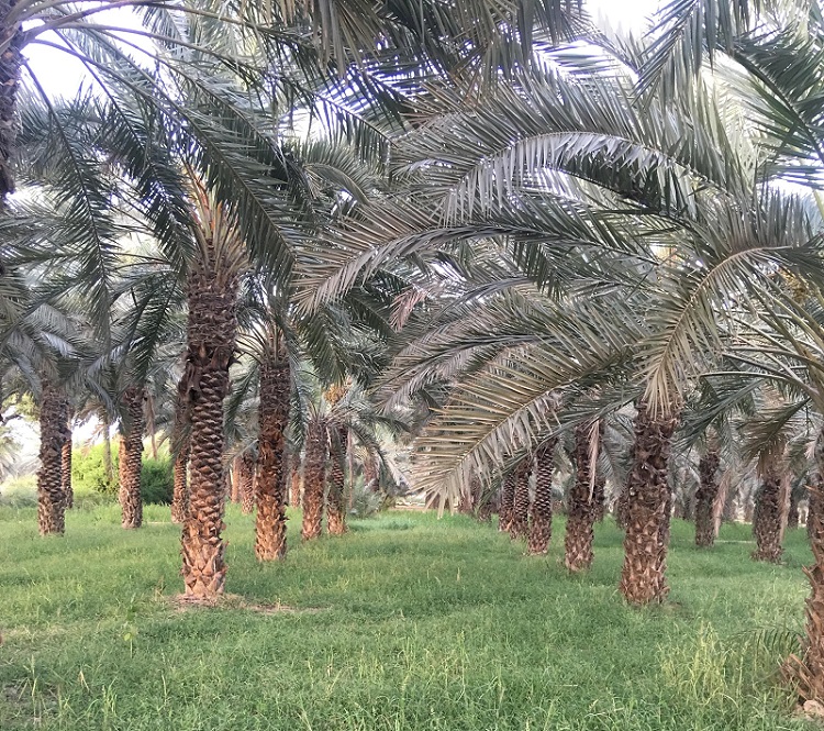 Dates of Khairpur Trees/Palms