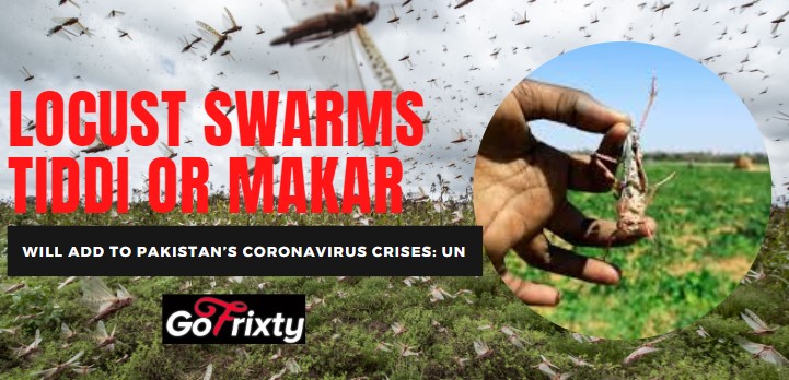 Locust swarms in Pakistan