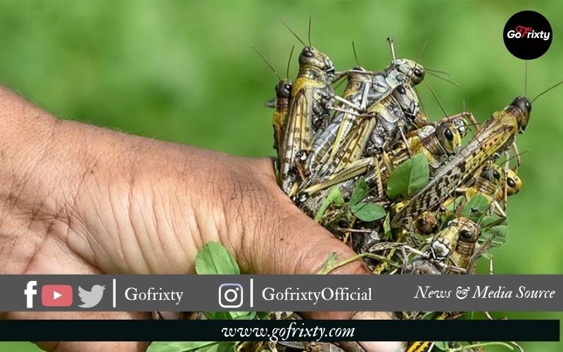 fighting the Locust in Pakistan