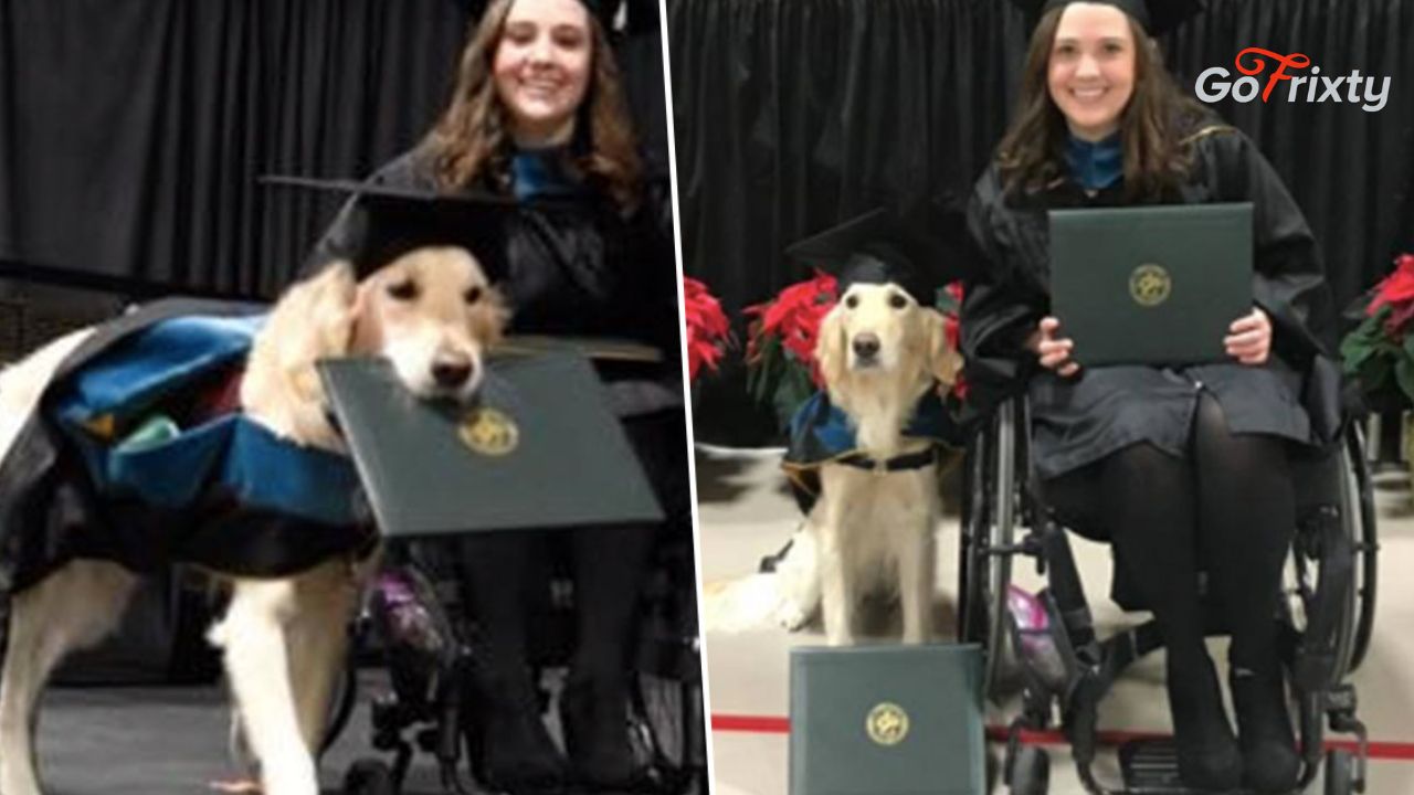 A Dog is awarded degree with his special-abled partner