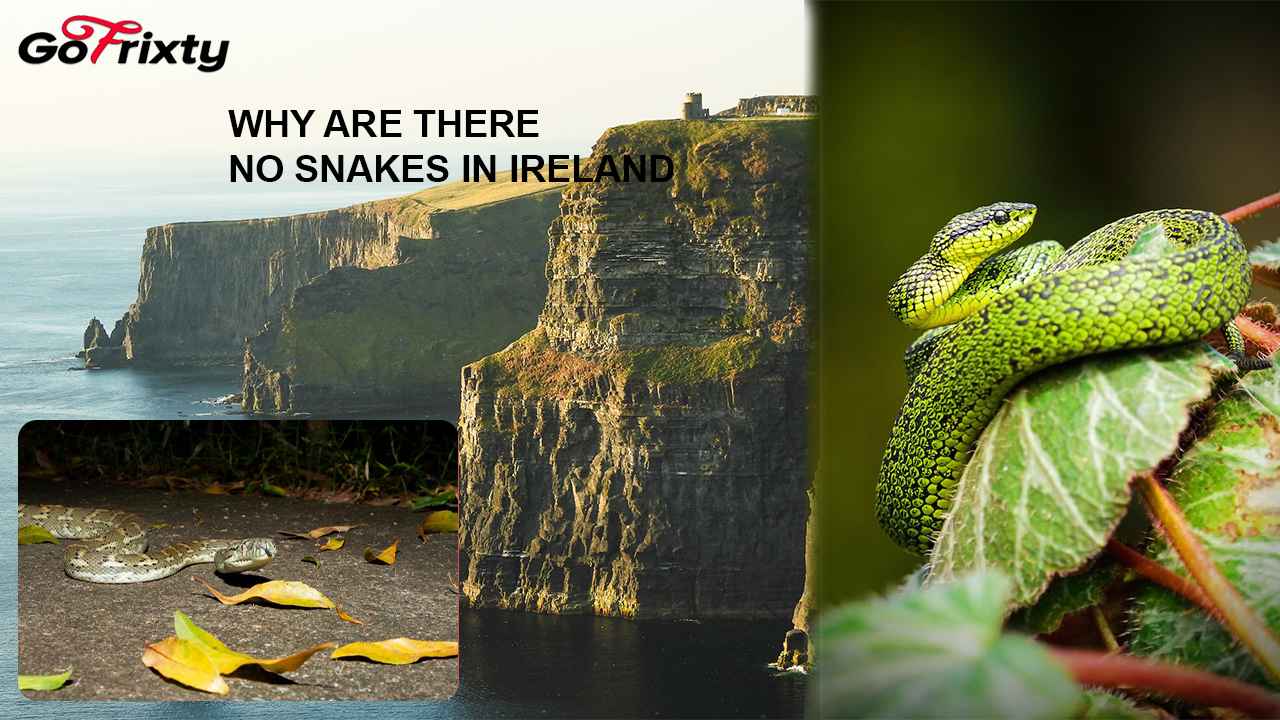 No snakes in Ireland