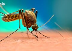 a mosquito that causes malaria in Pakistan