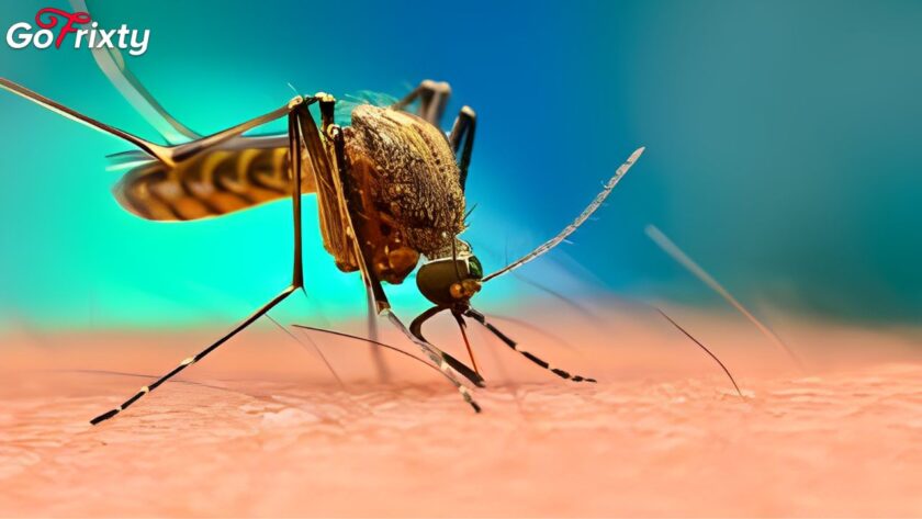 a mosquito that causes malaria in Pakistan